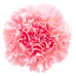 Pink flower on a white background.